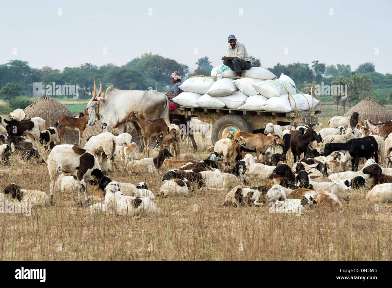 Bullock cart carrying bags of rice through a goat herd in a rural Indian field. Andhra Pradesh, India Stock Photo
