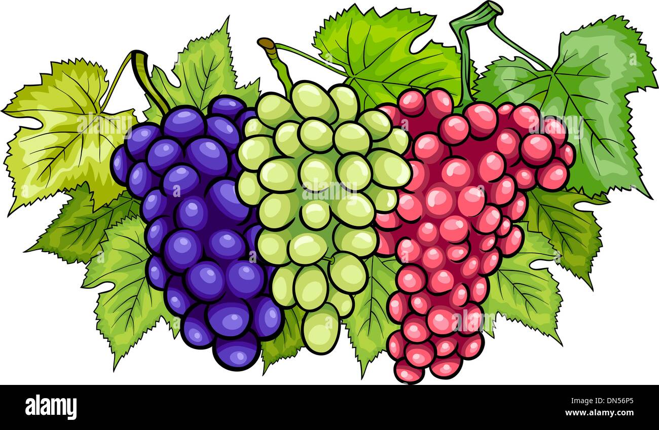 bunches of grapes cartoon illustration Stock Vector Image & Art - Alamy