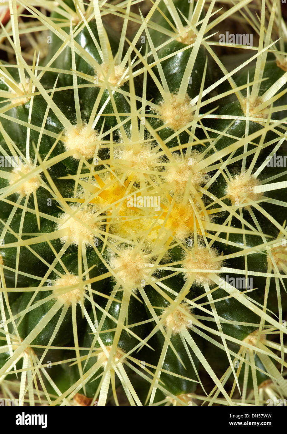 Long needle cactus hires stock photography and images Alamy