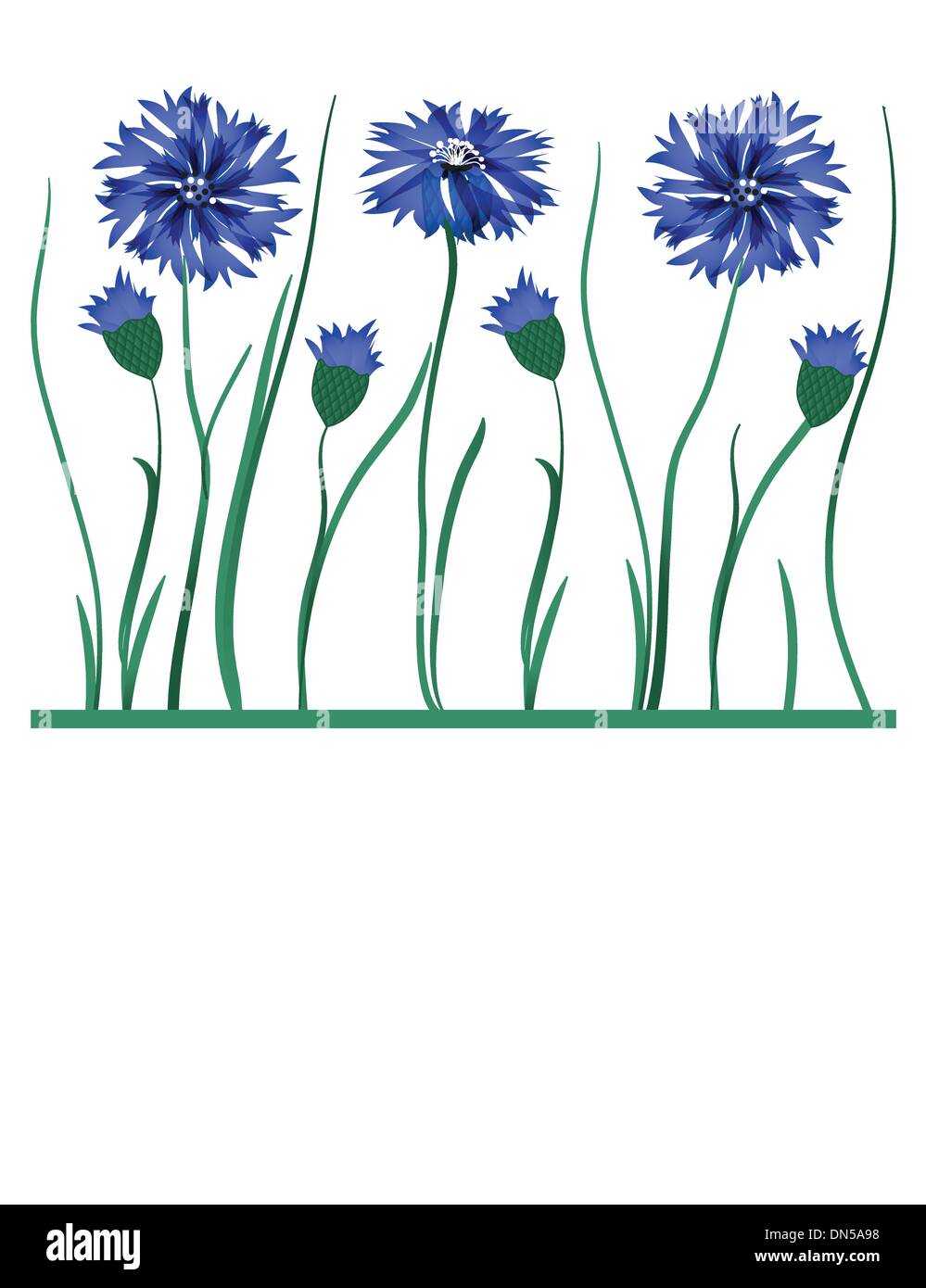 Beautiful blue cornflower isolated on white background Stock Vector