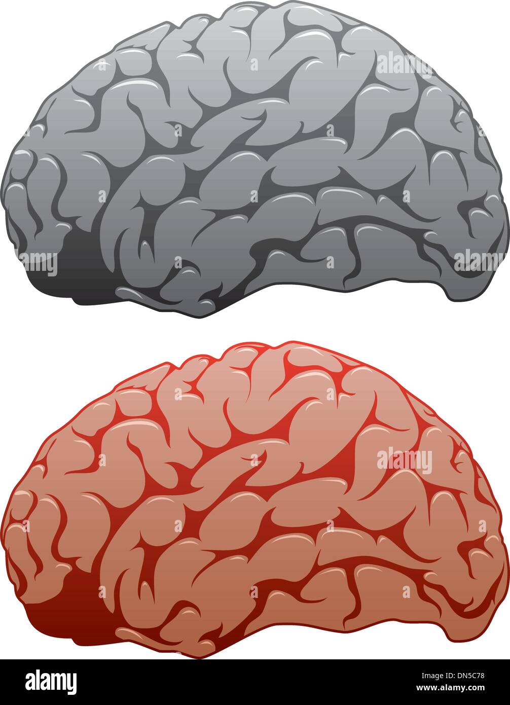 vector set of human brains Stock Vector