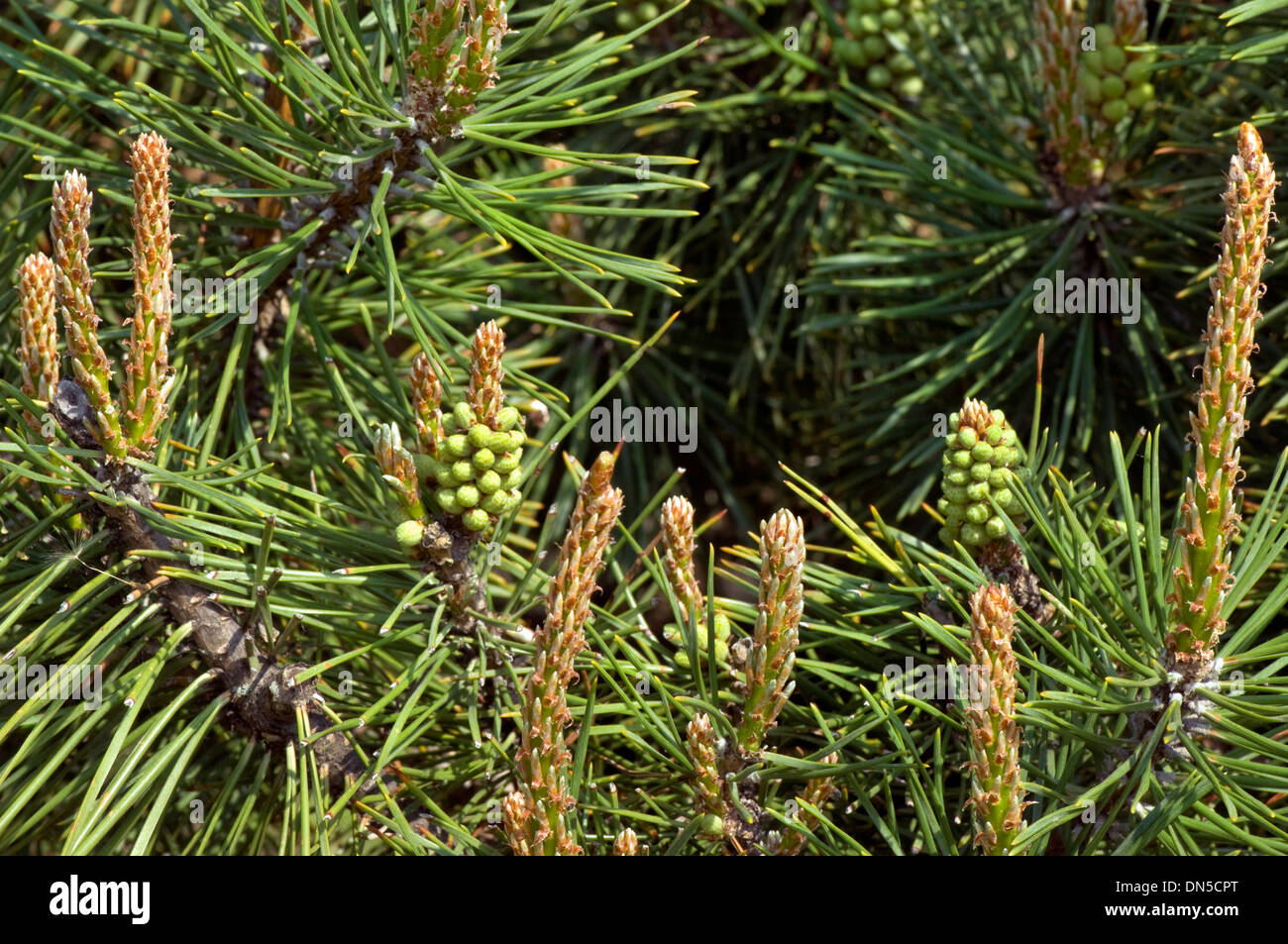 Pine Stems with Pinecones One