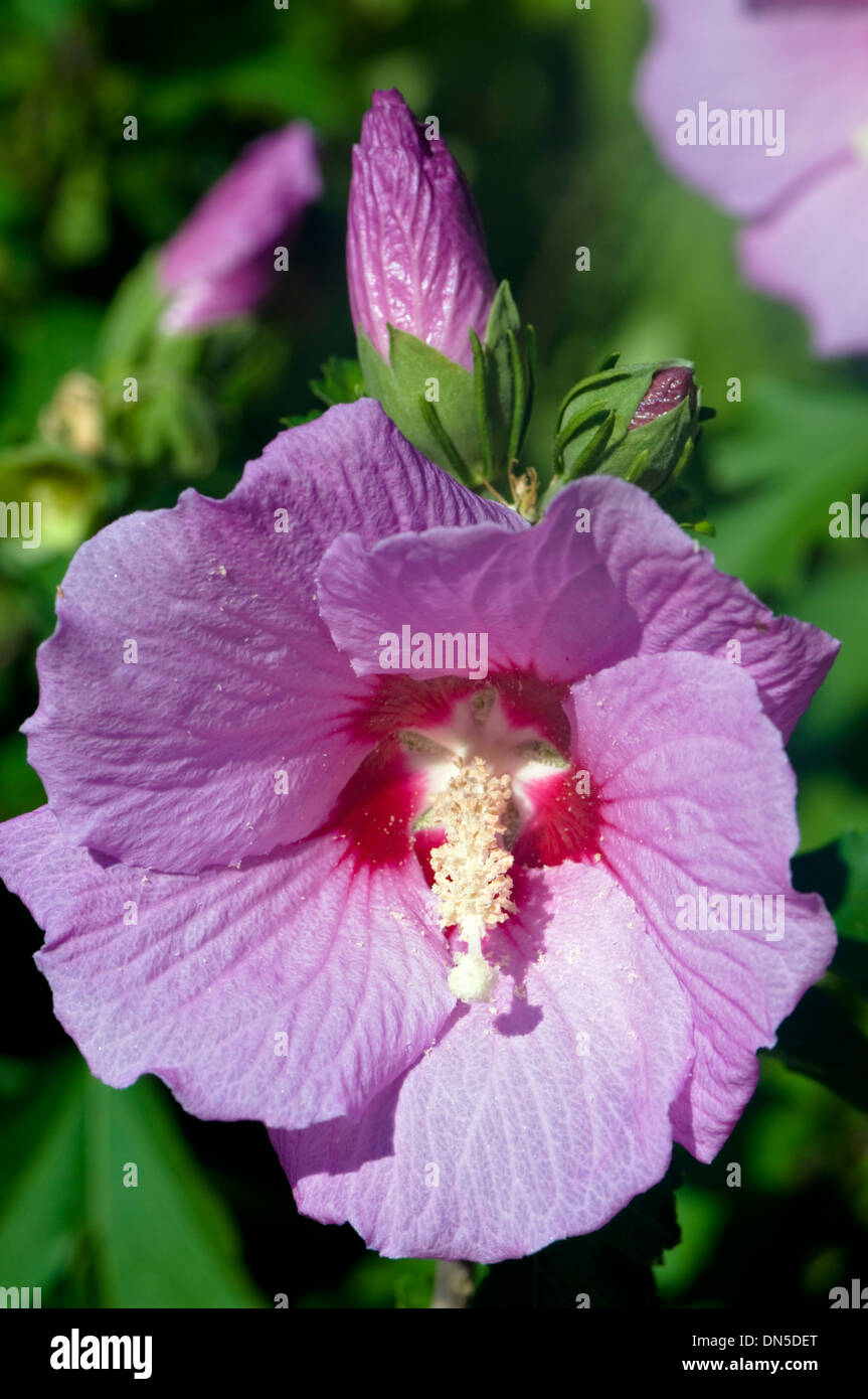 Pink lavender hi-res stock photography and images - Alamy