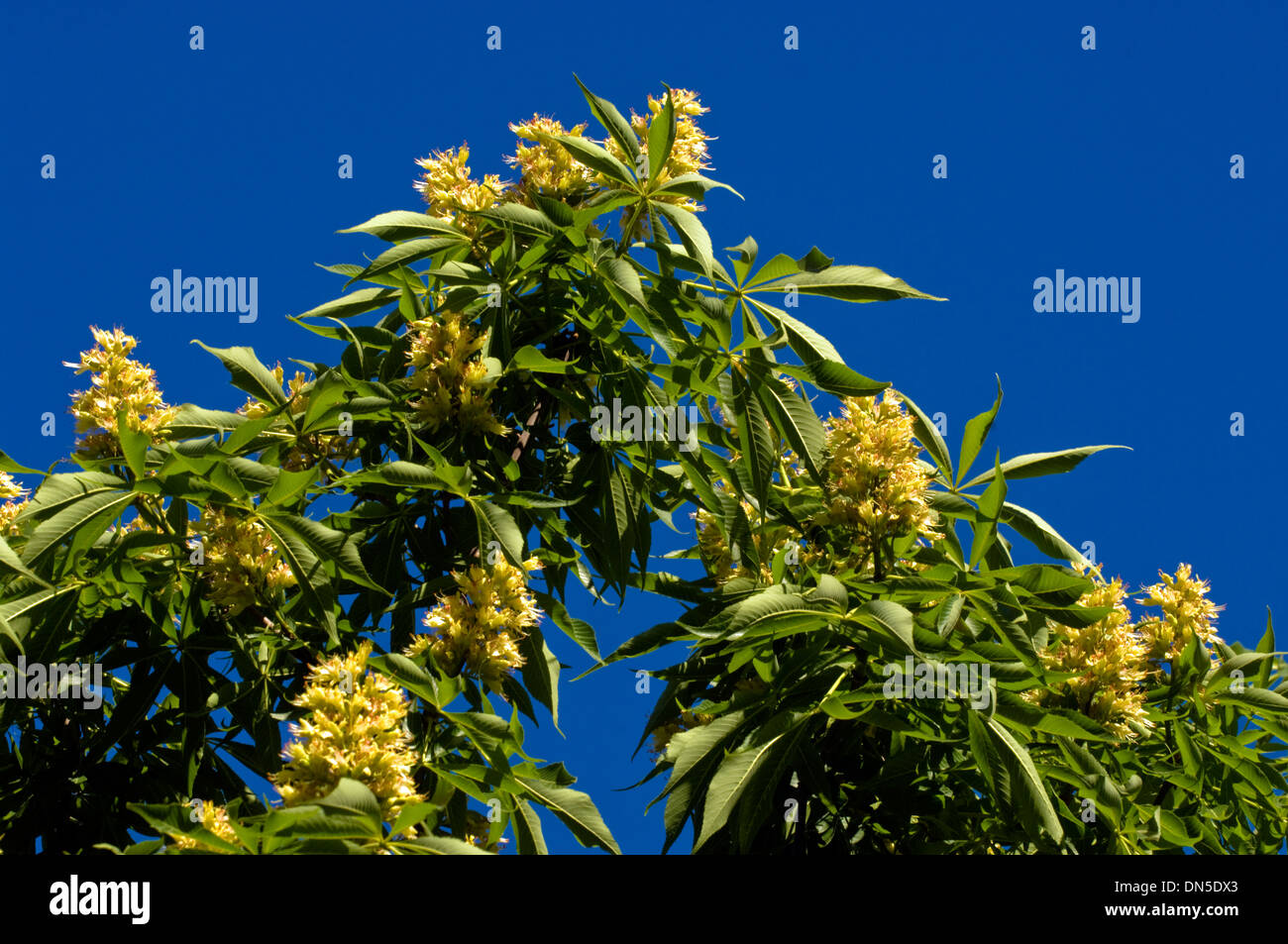 Horse Chestnut, Aesculus hippocastanum, disambiguation, cluster tree flowers against a blue sky. Stock Photo