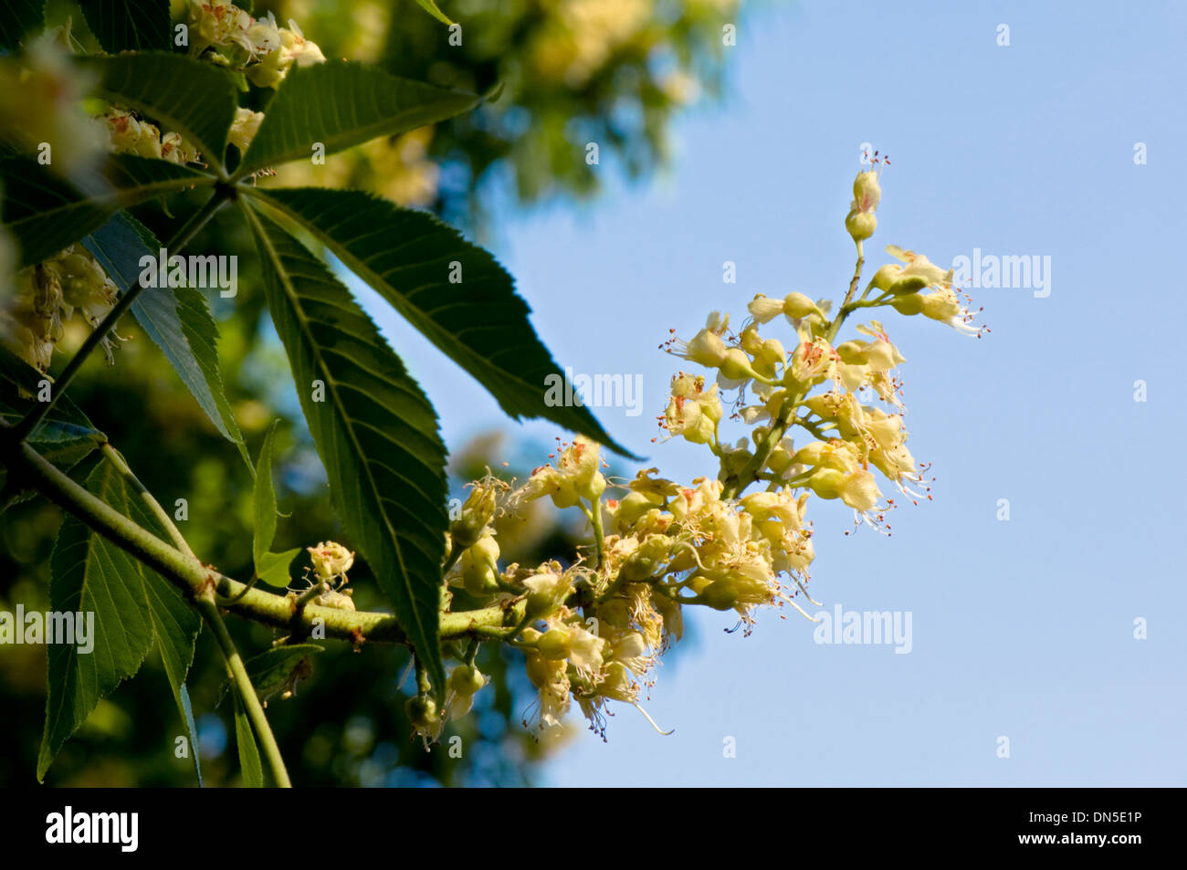 Horse Chestnut, Aesculus hippocastanum, disambiguation, cluster tree flowers. Stock Photo