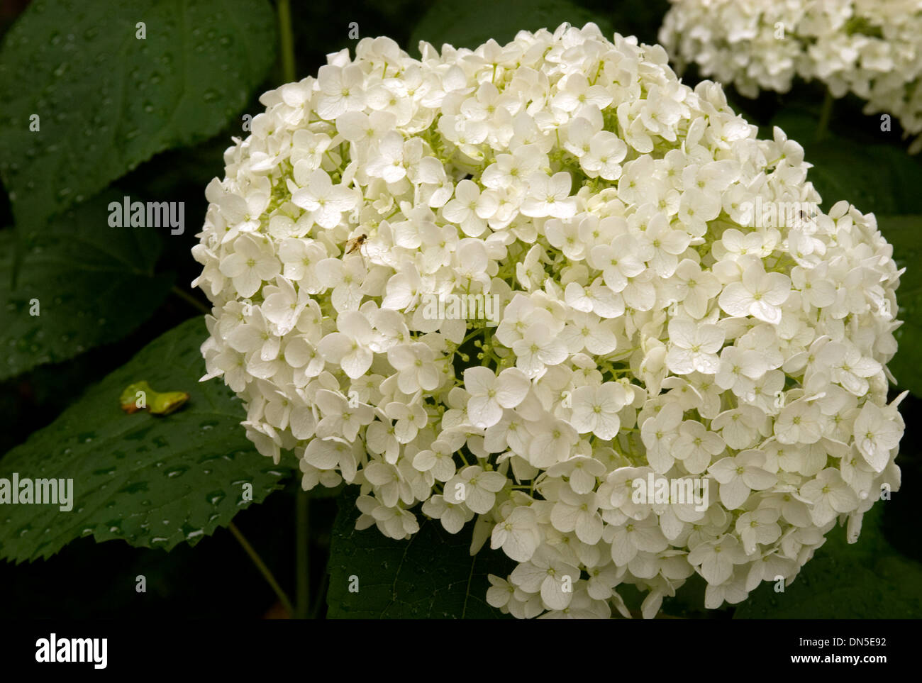 Closeup of a white Hydrangea or Hortensia, plant (pom-pom) flowers Stock  Photo - Alamy