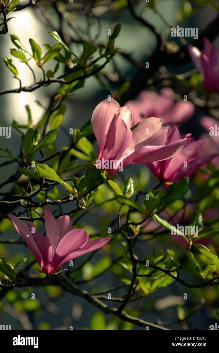 Magnolia burgundy hi-res stock photography and images - Alamy