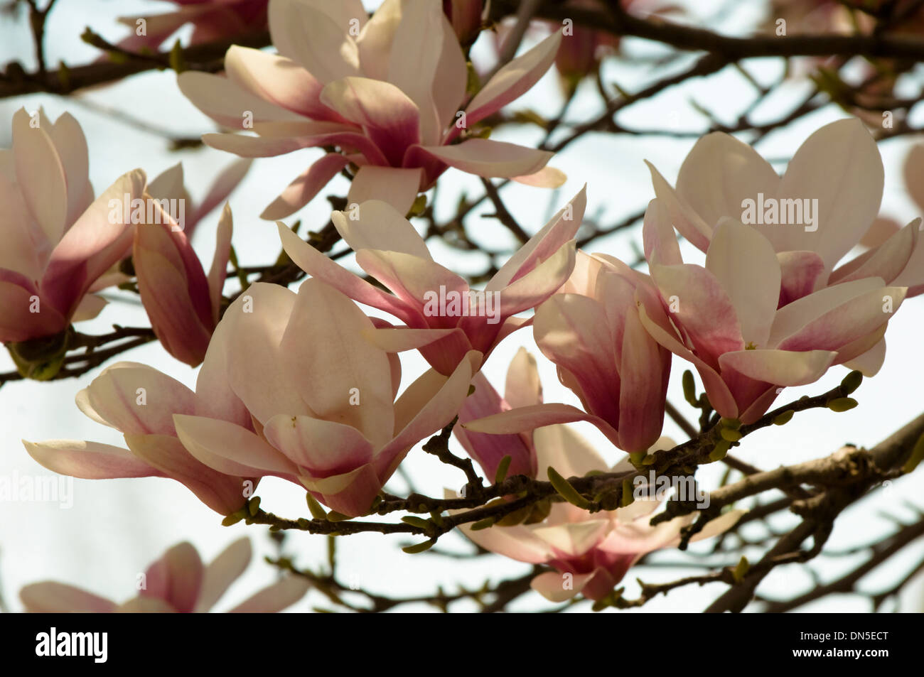 Tree white budding flowers hires stock photography and images Alamy