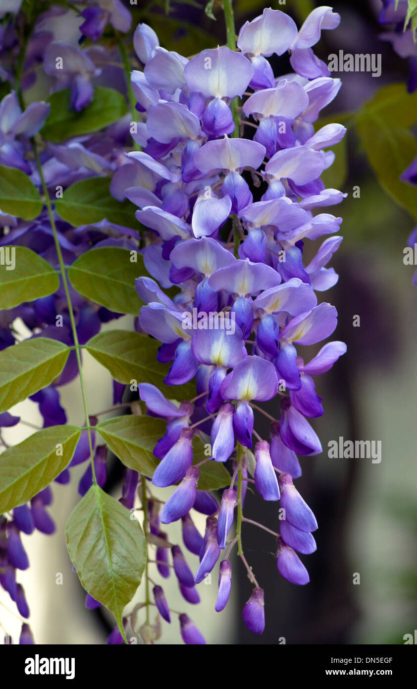Flower buds wisteria hires stock photography and images Alamy