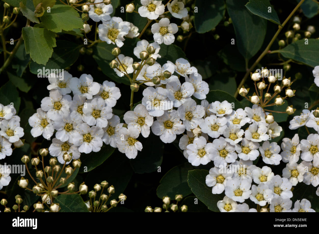 Tiny white bridals wreath flowers, Spiraea, blooming on the shrub in early spring. Stock Photo