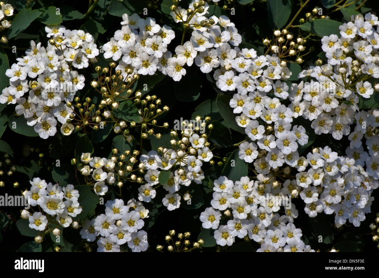 Tiny white bridals wreath flowers, Spiraea, blooming on the shrub in early spring. Stock Photo