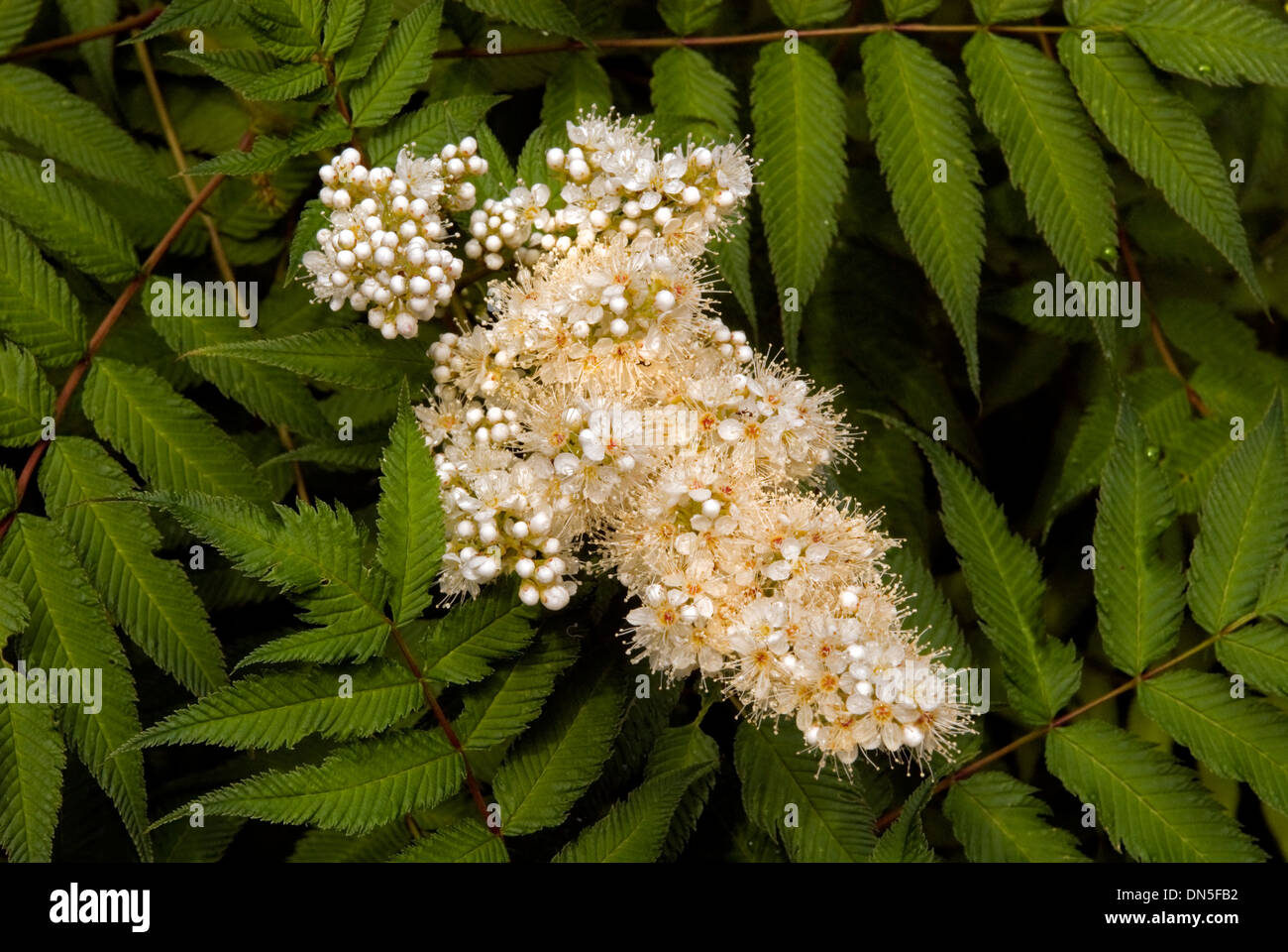 Sorbaria, Sem Ash Leaf Spirea flowering. Stock Photo