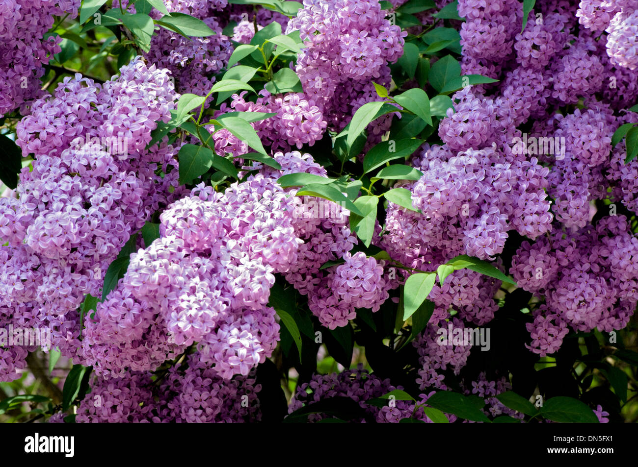 A magenta, pink, Hyacinth tree blooming flowers in the Spring Stock