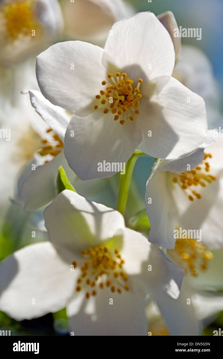 Unknown variety of what appears to be a mock orange, white flowers, closeup. Stock Photo