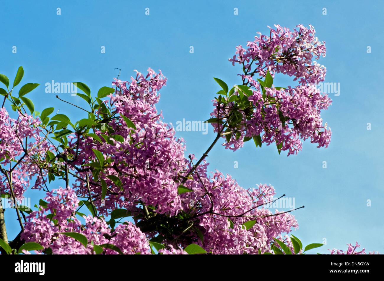 Hyacinth tree hires stock photography and images Alamy