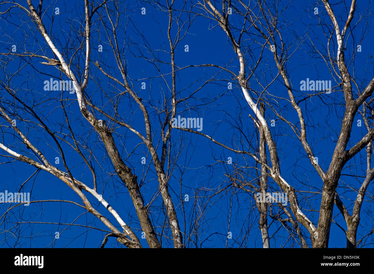 Bare tree limbs on a dying tree in summertime Stock Photo Alamy