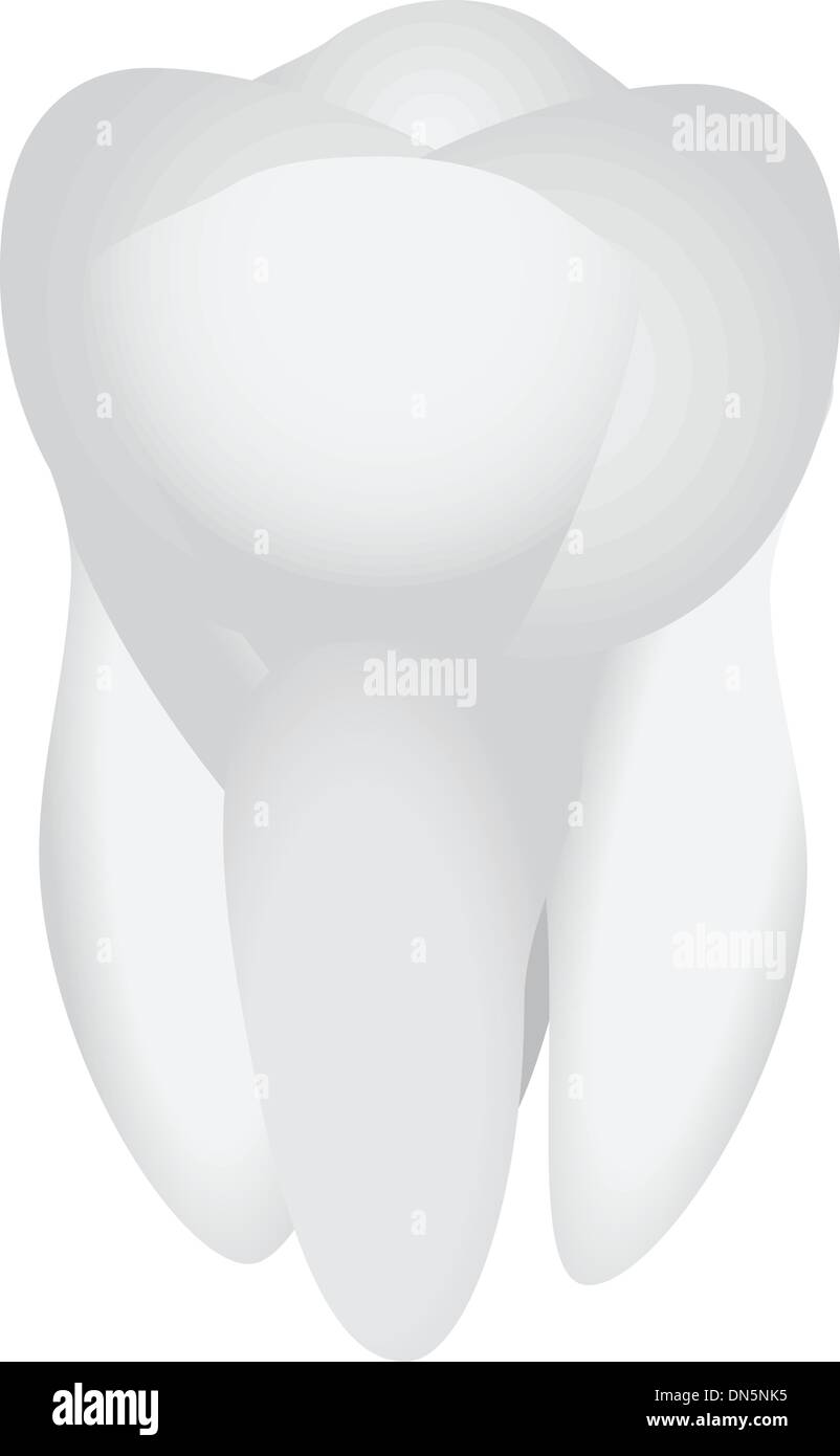 Human tooth Stock Vector Images - Alamy