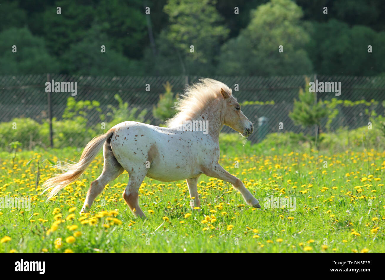 Funny falabella filly are playing on a meadow Stock Photo