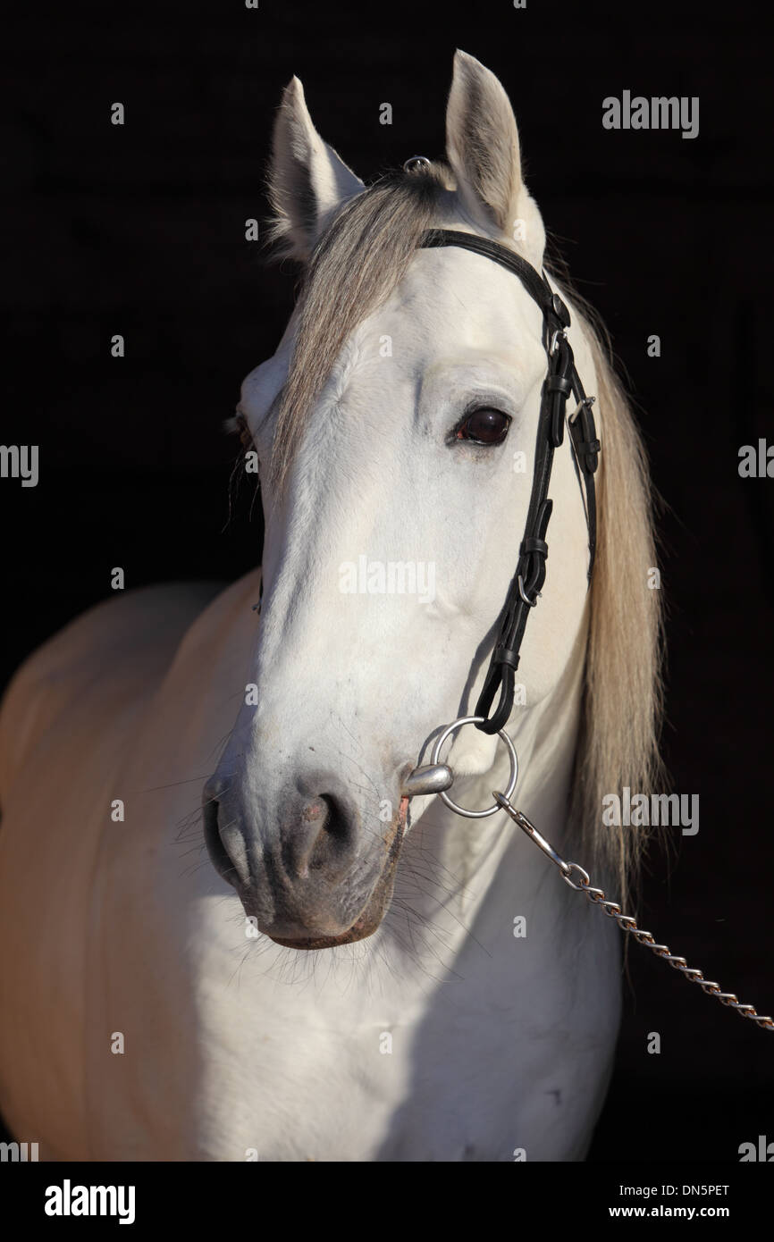 Pure spanish Andalusian horse , PRE Stock Photo