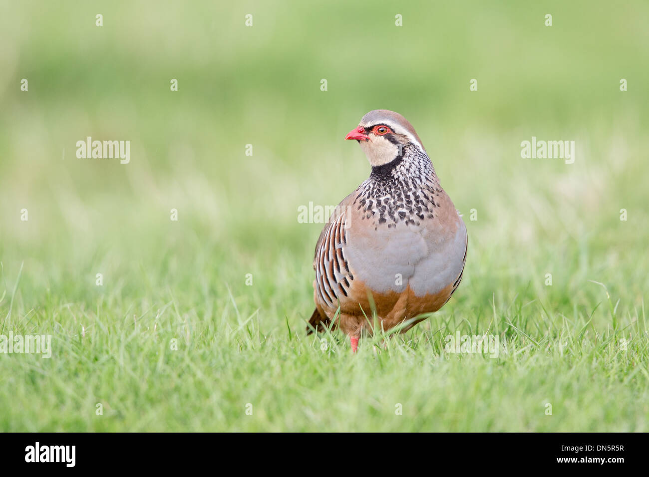 Red-legged partridge (Alectoris rufa) standing in short grass Stock ...