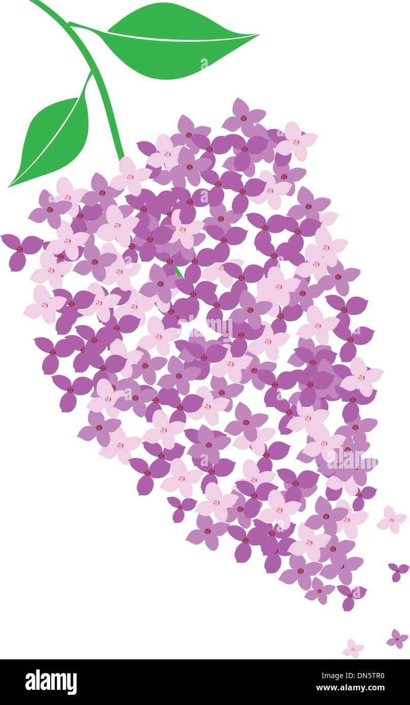 Plant lilac Stock Vector Images - Alamy