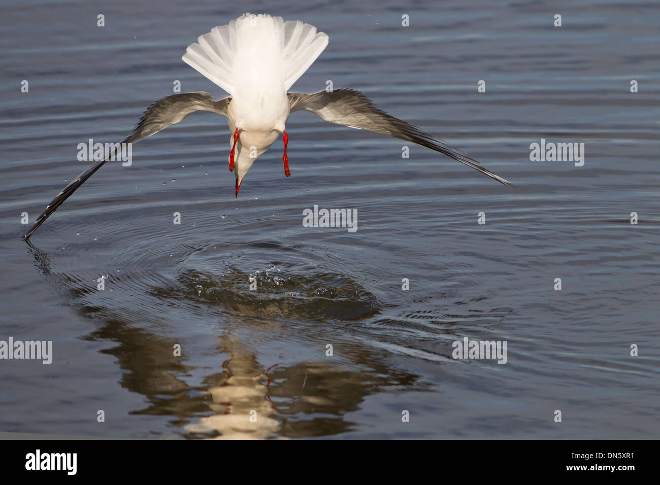 Black-headed gull Larus ridibundus in winter plumage Norfolk coast Stock Photo