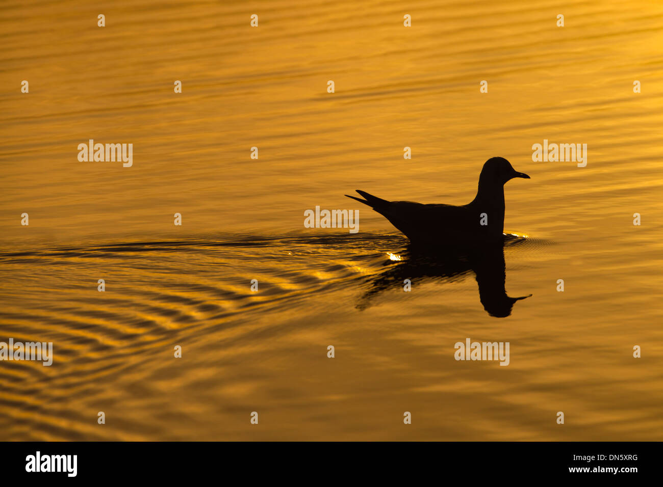 Black-headed Gull Larus ridibundus silhouetted on coastal pool at sunset Stock Photo