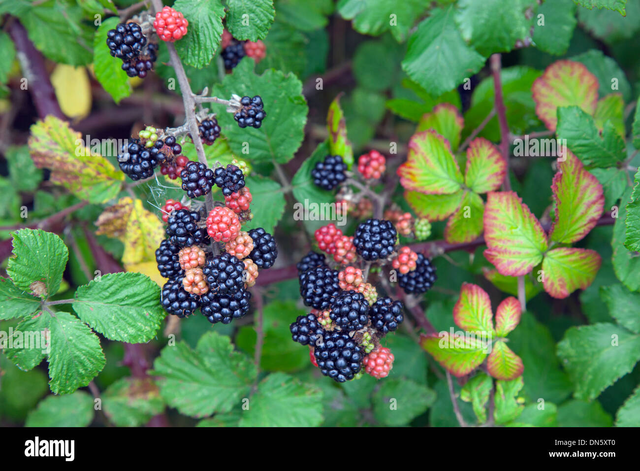 Wild brambles blackberries grow in hires stock photography and images