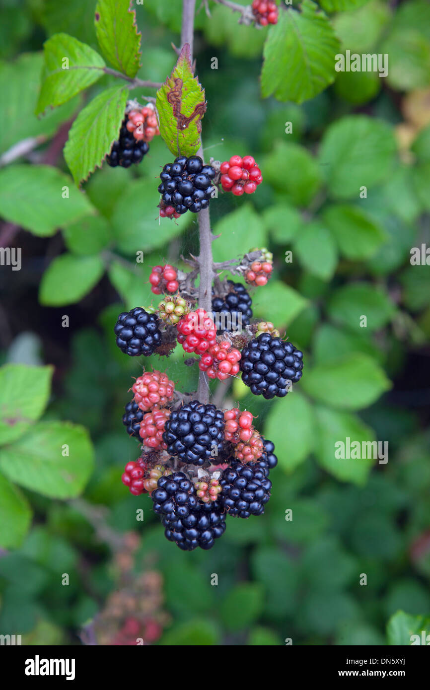 Wild brambles blackberries grow in hi-res stock photography and images ...