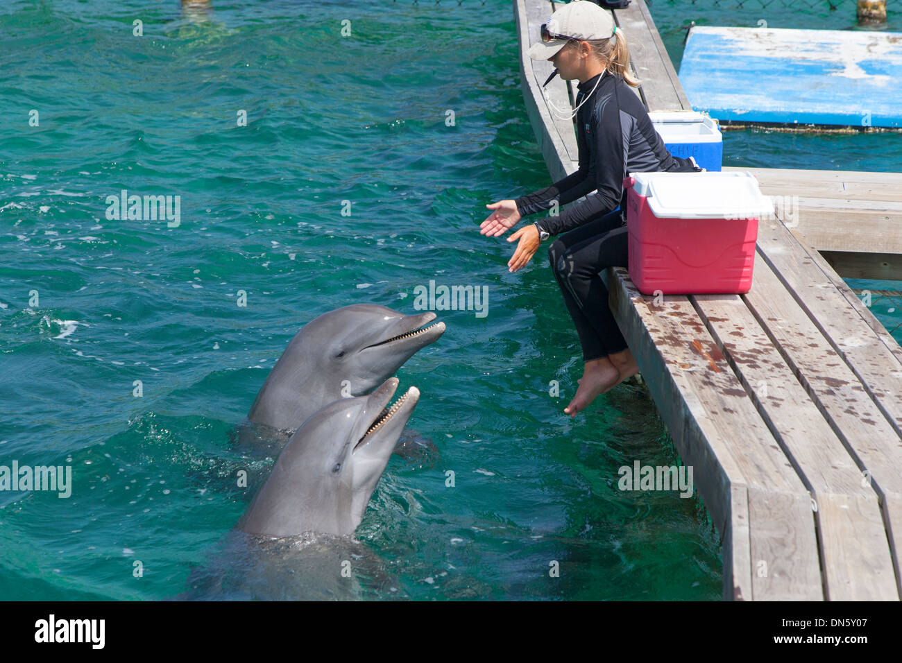 Bottlenose Dolphin Tursiops truncatus Marine Institute Bay Islands Honduras in the Caribbean Stock Photo