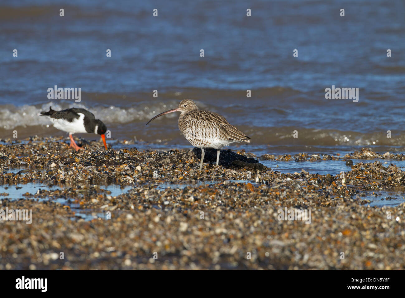 Oystercatcher family hires stock photography and images Alamy