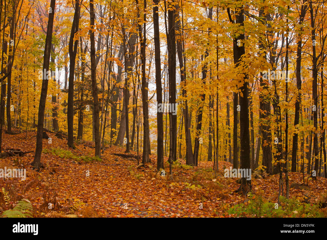 Maple forest (Acer) in autumn, Eastern Townships, Quebec ...