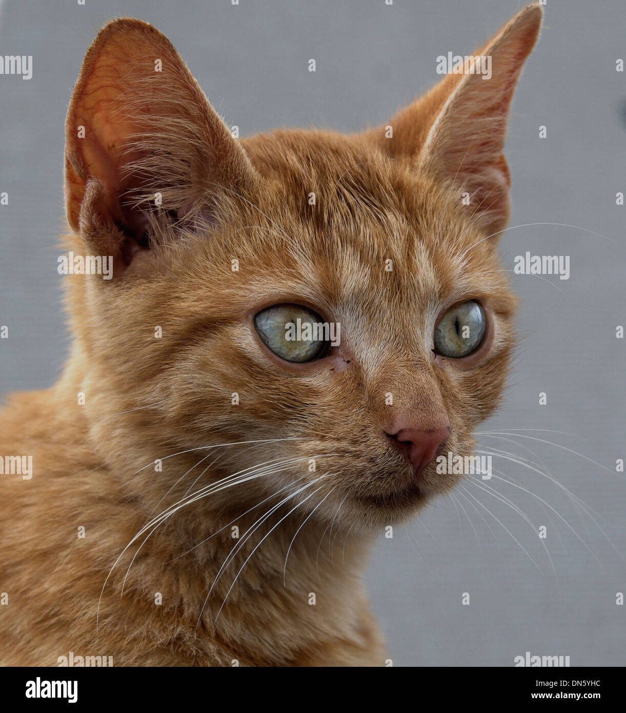 Red tabby cat, portrait Stock Photo Alamy
