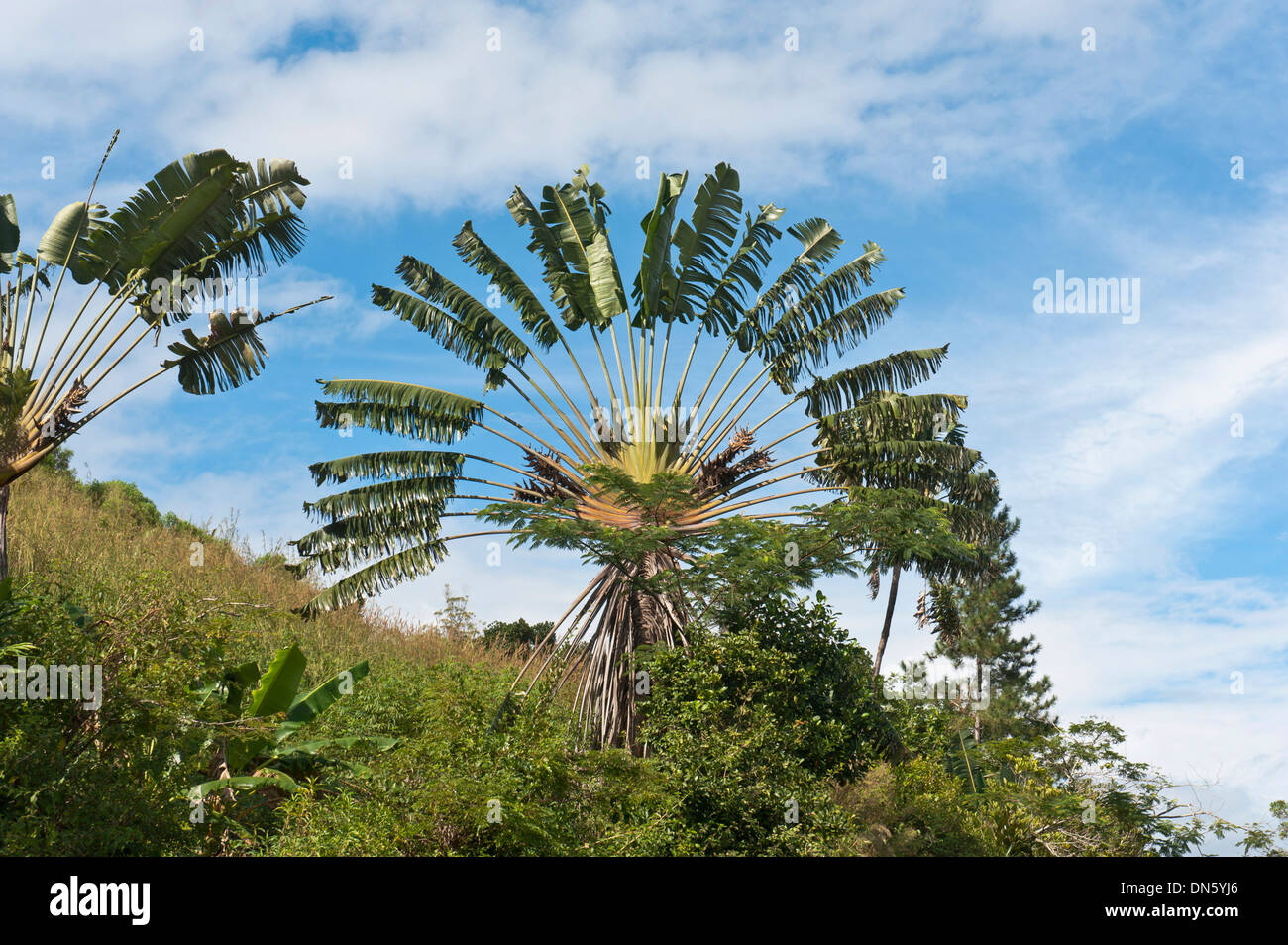Travelers Tree or Travelers Palm, Ravenala madagascariensis Stock Photo -  Alamy