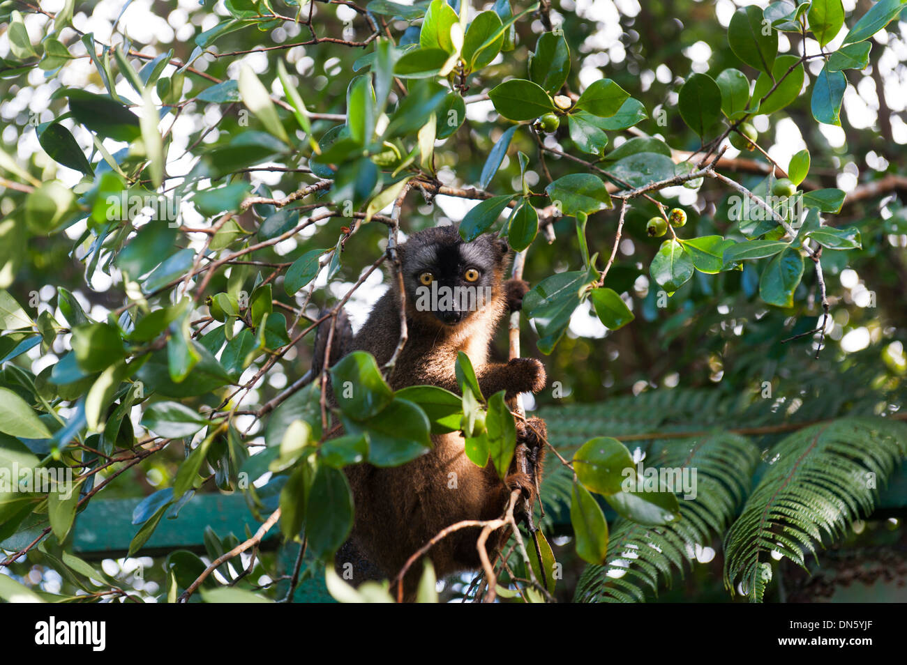 Red-fronted Lemur (Eulemur rufifrons), in green foliage, Ranomafana National Park, Madagascar Stock Photo