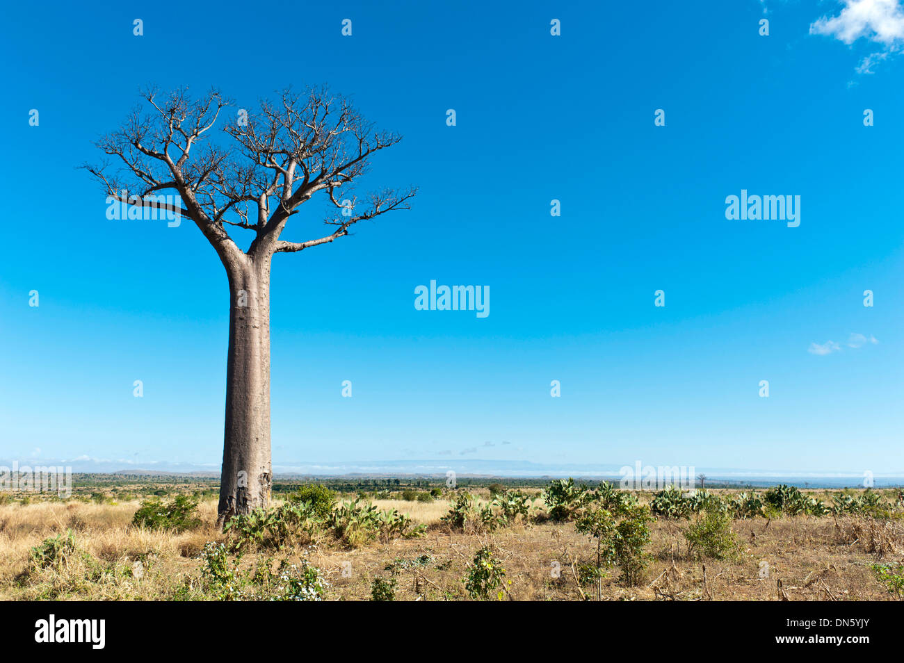 Solitary tall Baobab tree (Adansonia digitata), vast landscape near Tulear or Toliara, Madagascar Stock Photo