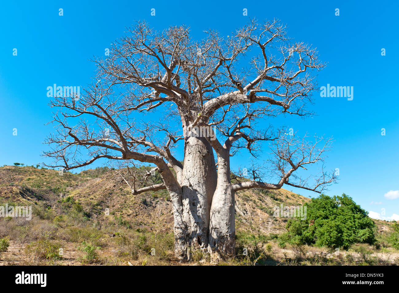Solitary thick Baobab tree (Adansonia digitata) with strong branches, near Tulear or Toliara, Madagascar Stock Photo