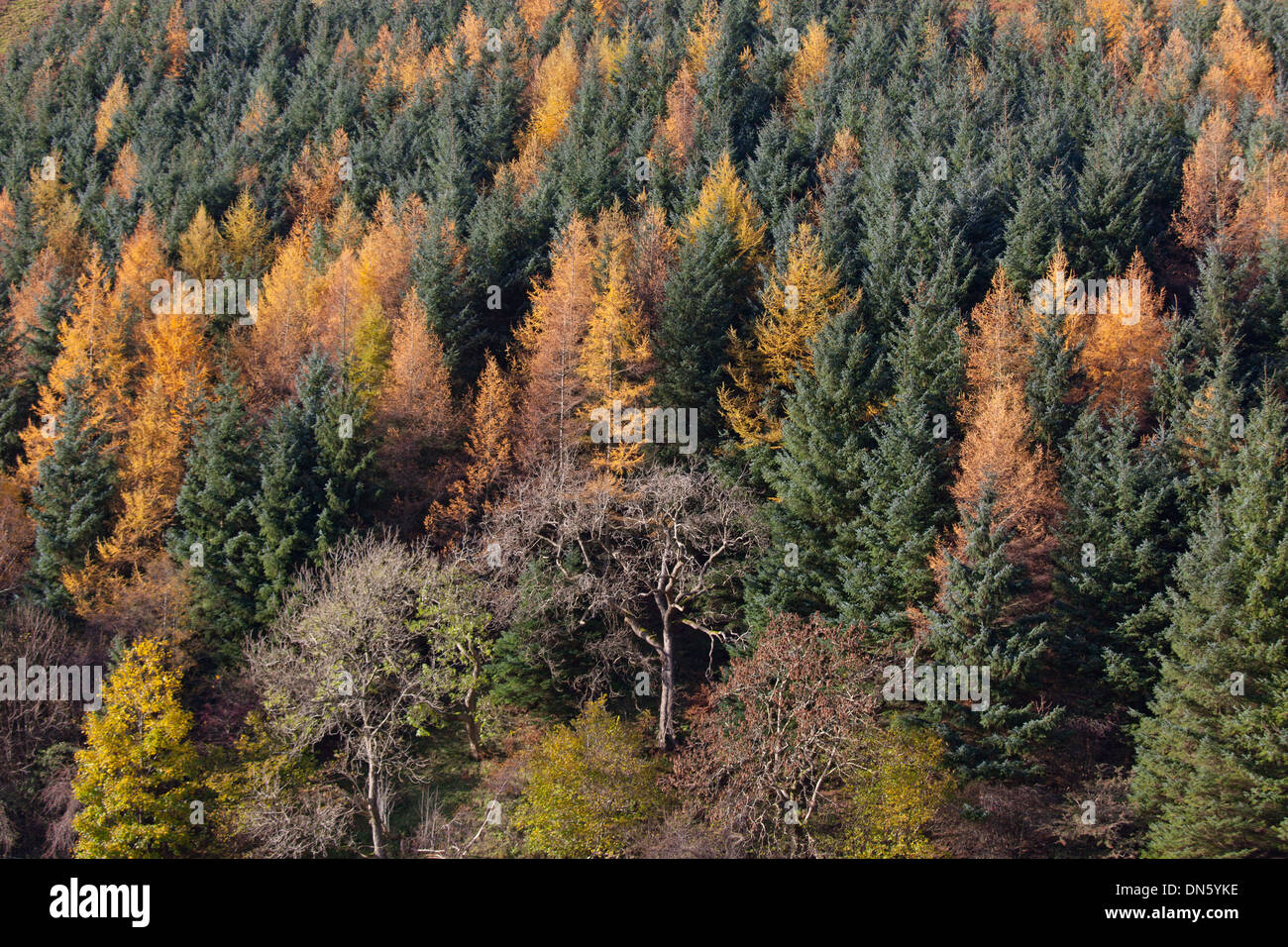 Larch Larix decidua and Norway Spruce in Autumn Colour Swaledale Yorks Stock Photo