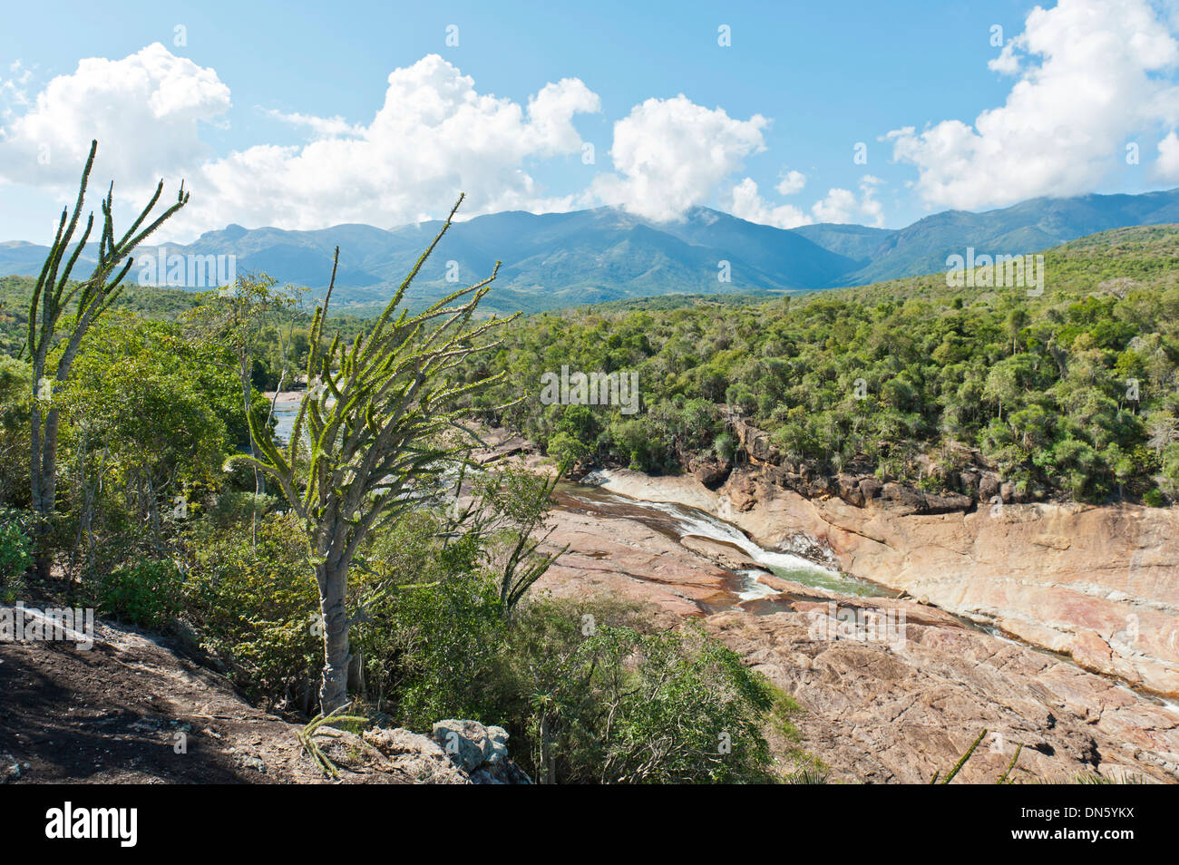 Tropical dry forest landscape with river and rocks, with Madagascan Ocotillo or Alluaudia (Alluaudia procera), Didiereaceae Stock Photo