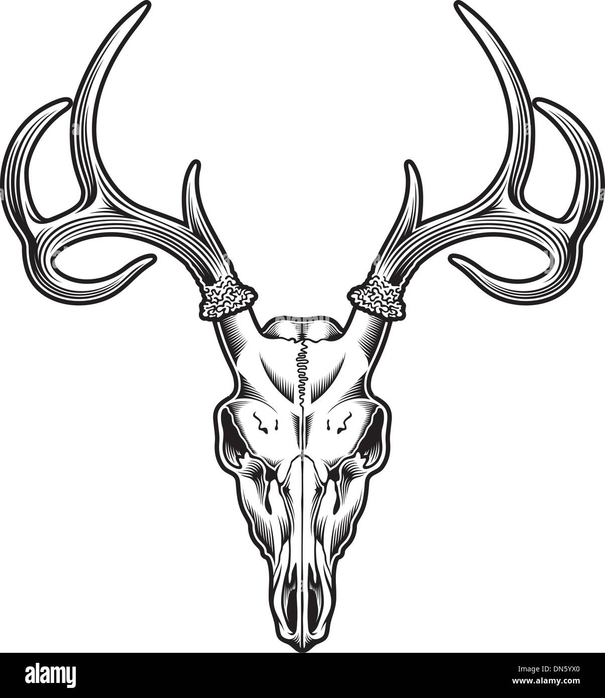 Deer Skull Vector Stock Vector Image Art Alamy Deer Skull Vector Stock Vector Image Art Alamy