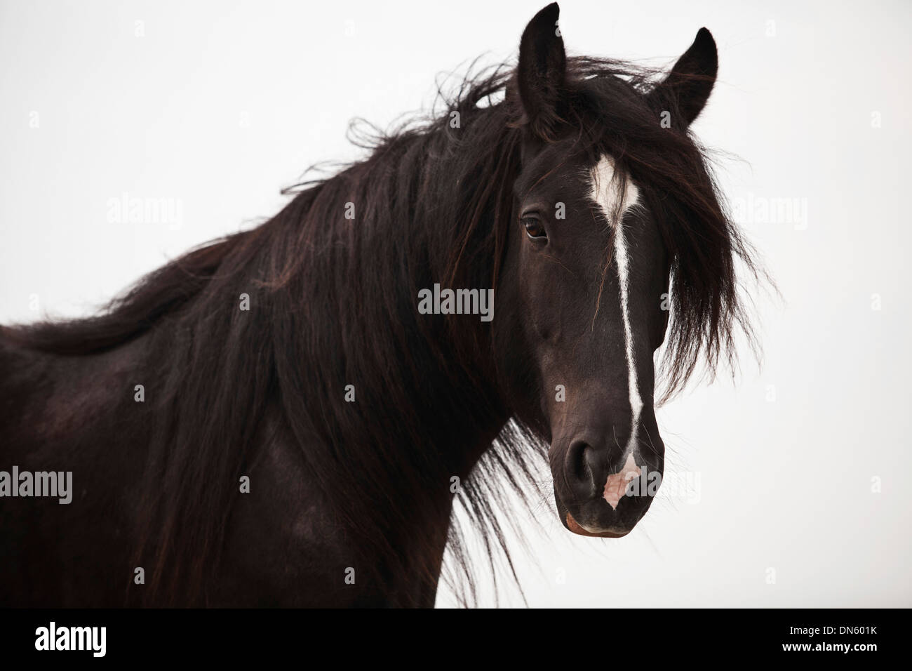 Shire Horse gelding, black with a blaze, portrait Stock Photo