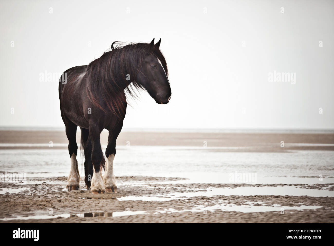 Shire Horse gelding, black with a blaze, roaming free on the beach, Borkum, Lower Saxony, Germany Stock Photo