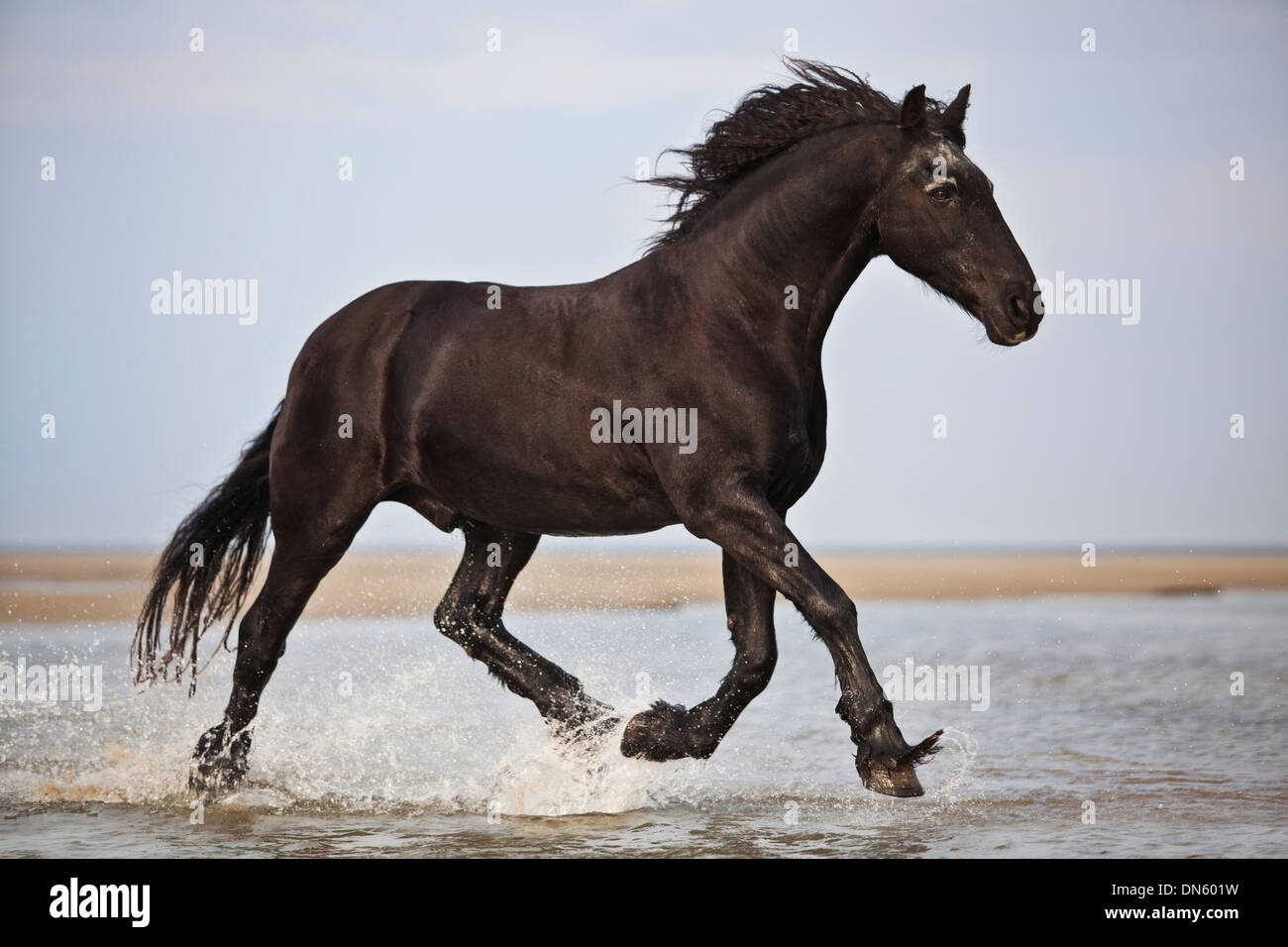 Friesen gelding, black, trotting while roaming free on the beach, Borkum, Lower Saxony, Germany Stock Photo