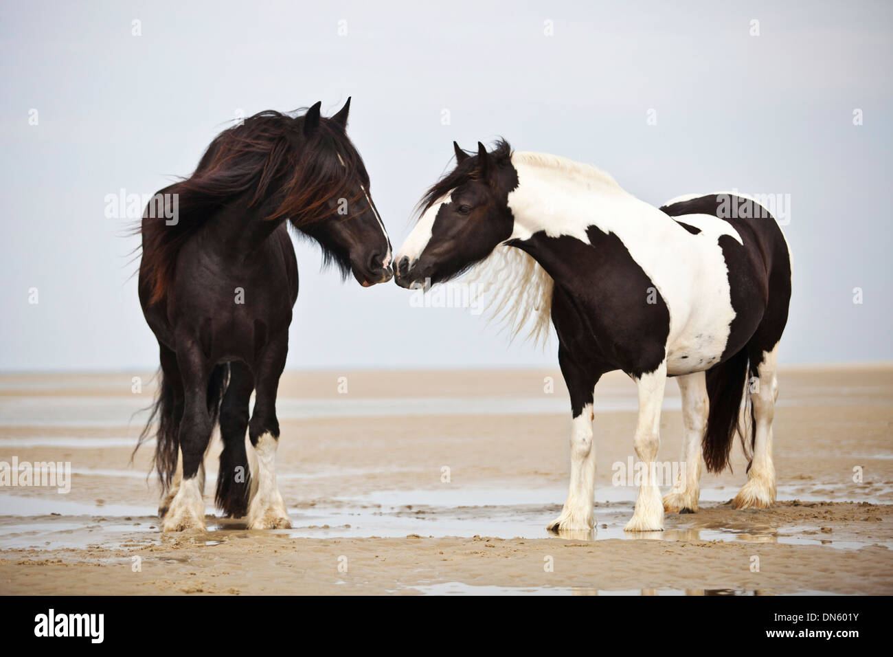 Tinker gelding, black, and a Shire Horse mare, black and white chequered, sniffing one another, at the beach, Borkum Stock Photo