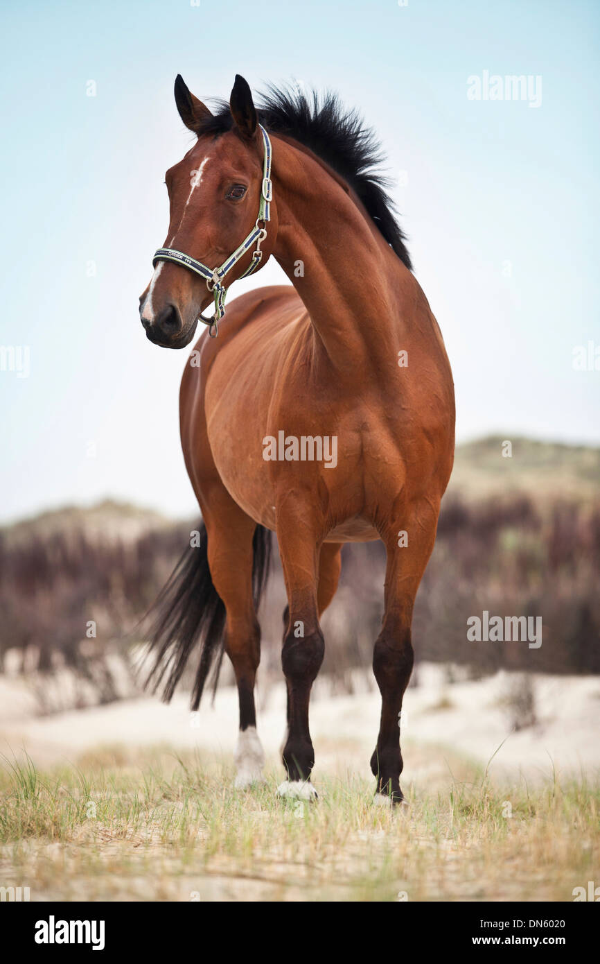 Bay Horse Standing Isolated White Background Stock Photo by ©kwadrat70  206585414