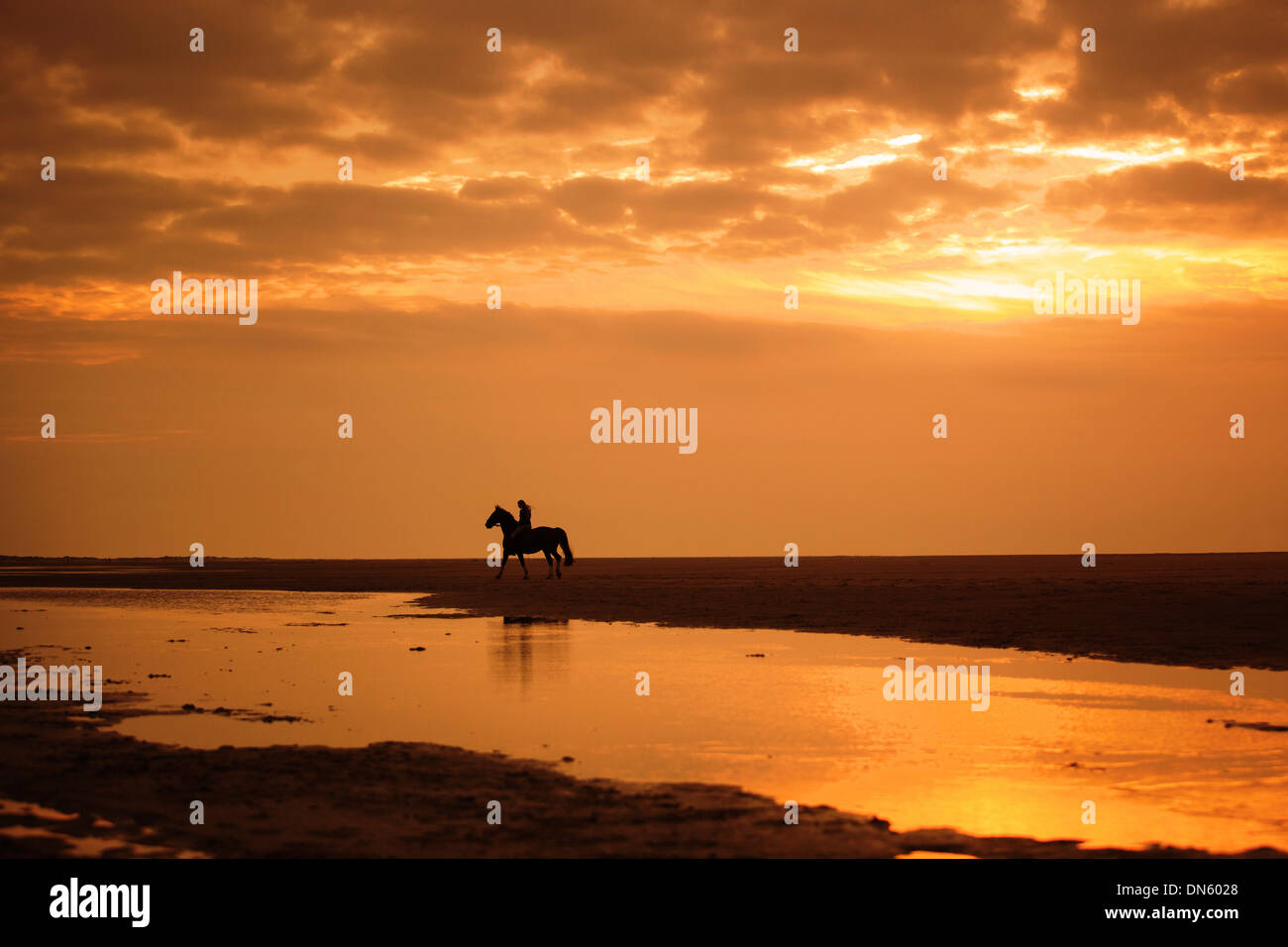 Horserider at sunset on the beach of Borkum, Lower Saxony, Germany Stock Photo