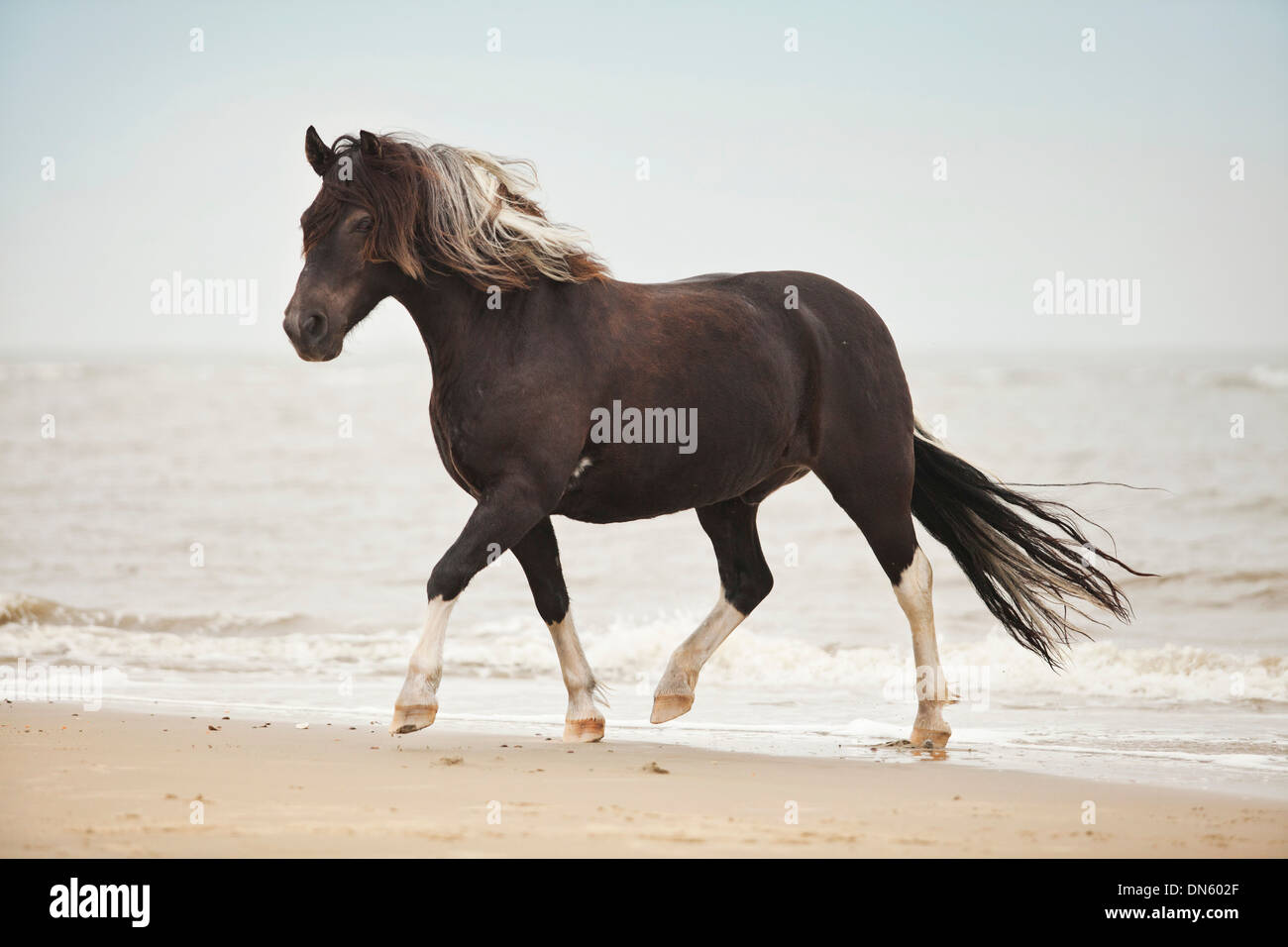 Lewitzer gelding, pony, running at a trot while roaming free on the beach of Borkum, Lower Saxony, Germany Stock Photo