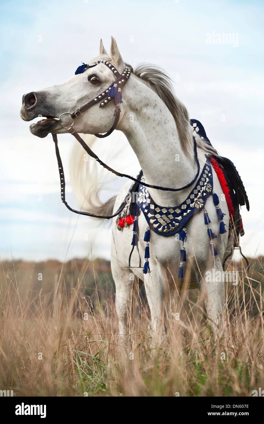 Thoroughbred Arab gelding, grey, wearing a traditional Egyptian bridle, neighing Stock Photo