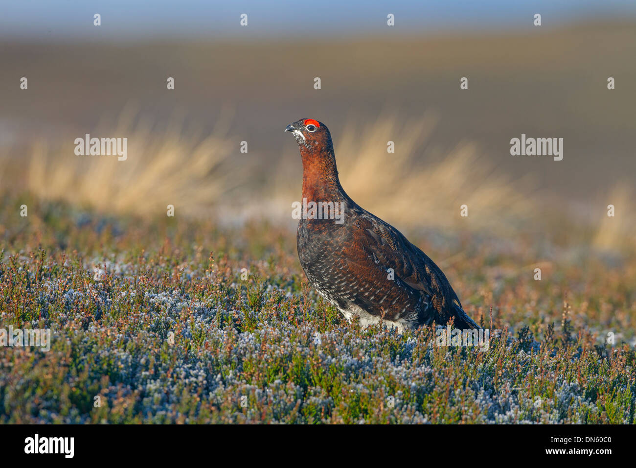 Red Grouse Lagopus scoticus male calling in Heather on Yorkshire moors Stock Photo