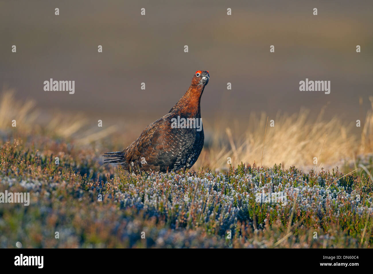 Red Grouse Lagopus scoticus male calling in Heather on Yorkshire moors Stock Photo